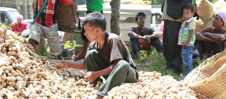 PROMOTION OF FARMER’S PRODUCE THROUGH A VALUE CHAIN EFFORT– THE GINGER STORY